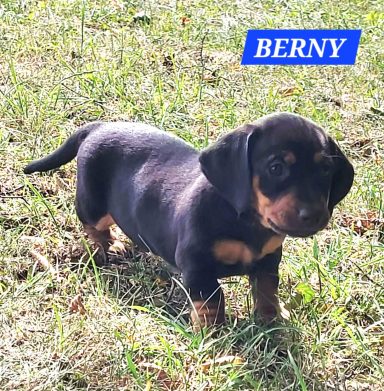 BERNY 5SEMAINES