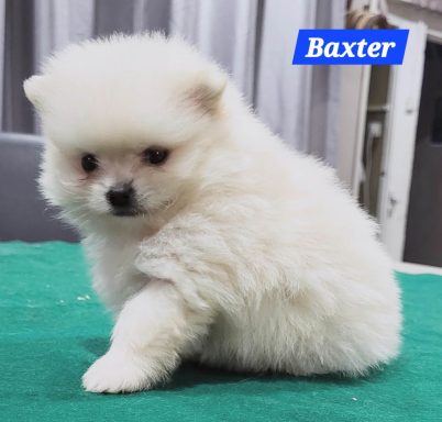 BAXTER 1MOIS ET 10JOURS