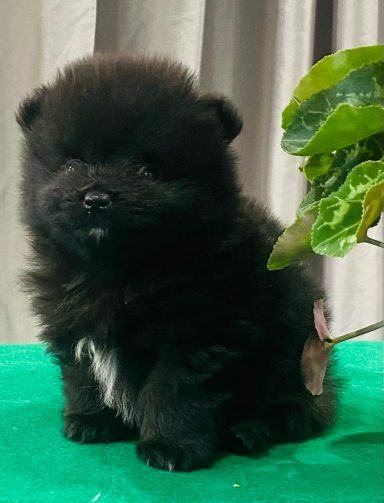 BUDDY 1MOIS