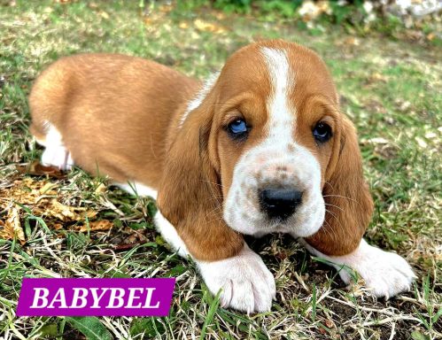 BABYBEL 1MOIS