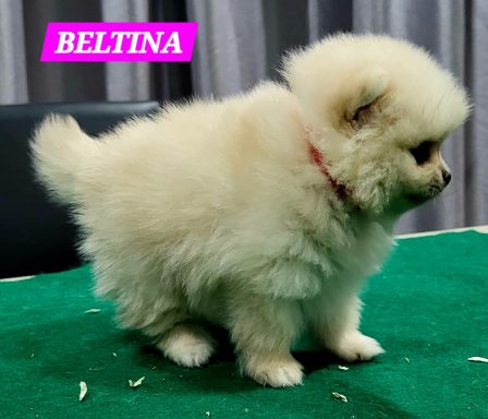 BELTINA 1MOIS ET 10JOURS
