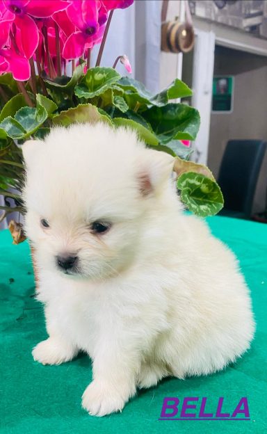 BELLA 1MOIS