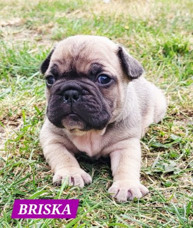 BRISKA 3SEMAINES