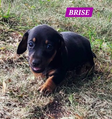 BRISE 5SEMAINES