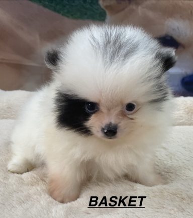 BASKET 01/09