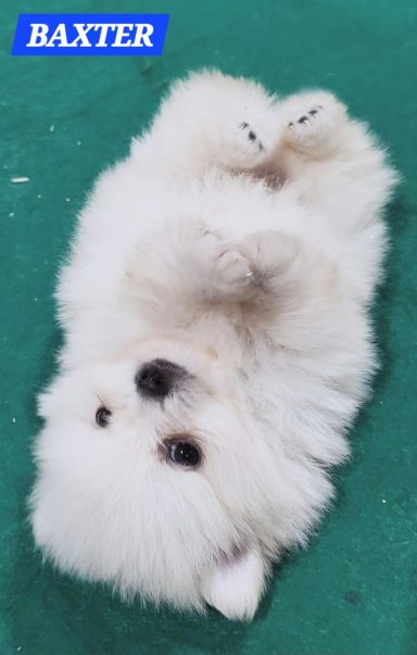 BAXTER 1MOIS ET 10JOURS