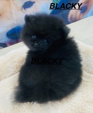 BLACKY 01/09