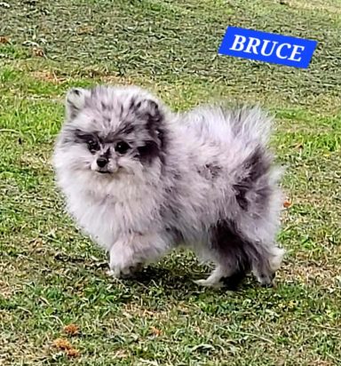 BRUCE 01/07