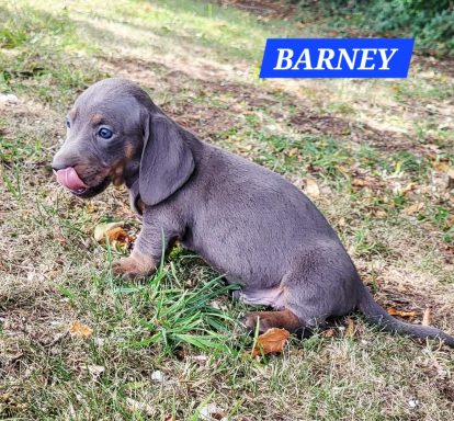 BARNEY 5SEMAINES
