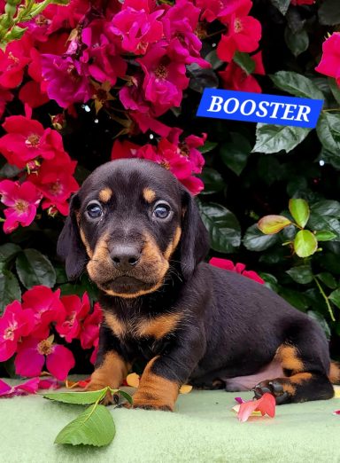BOOSTER 4SEMAINES