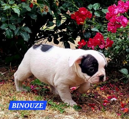 BINOUZE 1MOIS ET DEMI