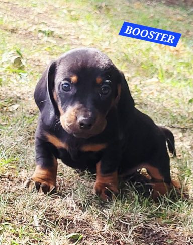 BOOSTER 5SEMAINES
