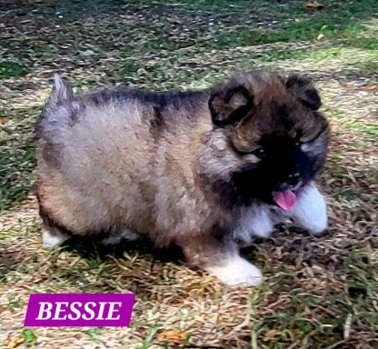 BESSIE 1MOIS ET DEMI