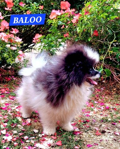 BALOO 14/07