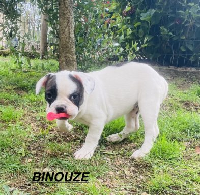 BINOUZE 01/09