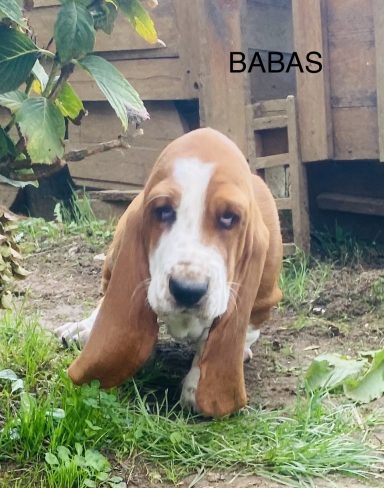 BABAS 01/09