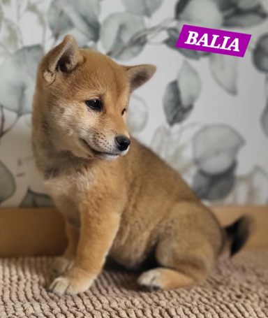 BALIA 2MOIS ET DEMI