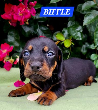 BIFFLE 4SEMAINES