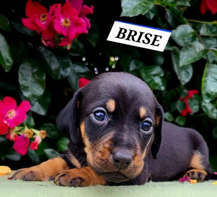 BRISE 4SEMAINES