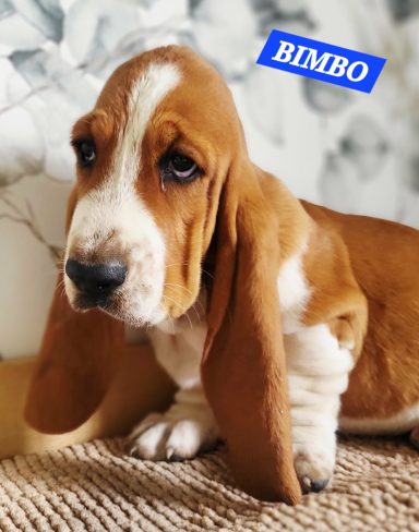 BIMBO 2MOIS ET DEMI