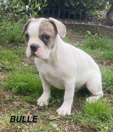 BULLE 01/09