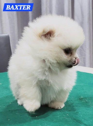 BAXTER 1MOIS ET 10JOURS