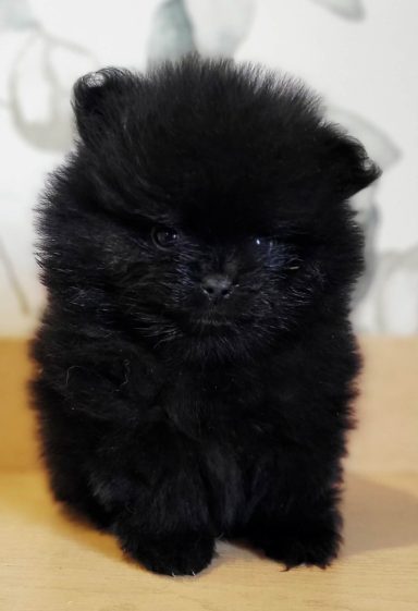 BLACKY 1MOIS ET DEMI