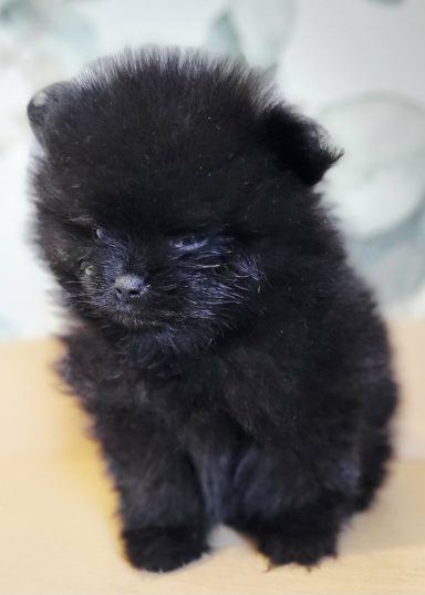 BLACKY 1MOIS ET DEMI