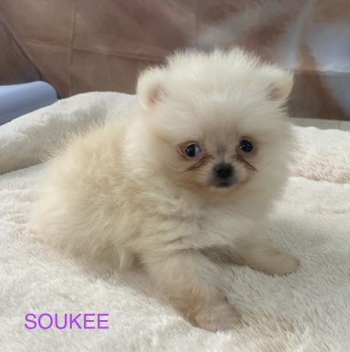 SOOKEE 01/09