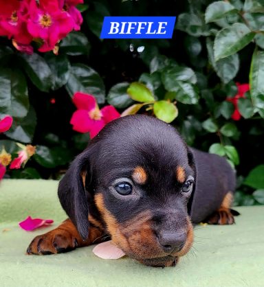 BIFFLE 4SEMAINES