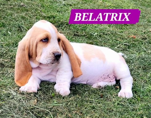 BELATRIX 7SEMAINES