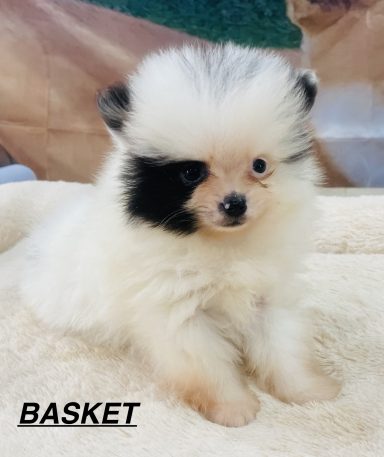 BASKET 01/09