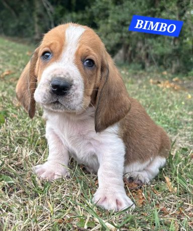 BIMBO 1MOIS