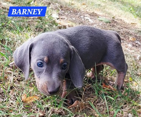 BARNEY 5SEMAINES