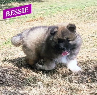 BESSIE 1MOIS ET DEMI