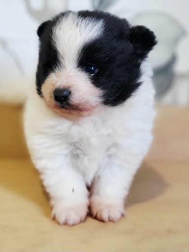 BLACK & WHITE 1MOIS ET DEMI