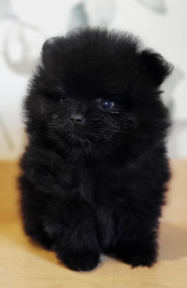 BLACKY 1MOIS ET DEMI