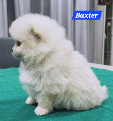 BAXTER 1MOIS ET 10JOURS
