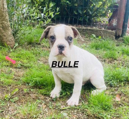 BULLE 01/09