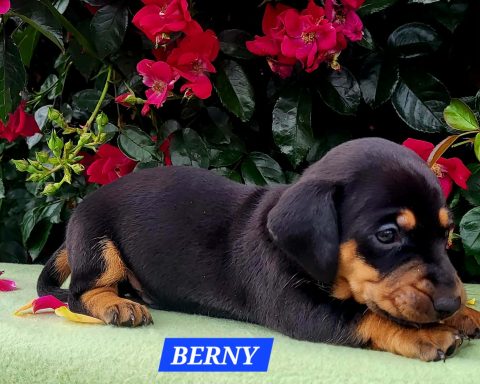 BERNY 4SEMAINES