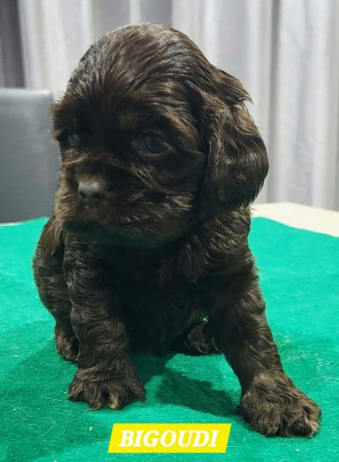 BIGOUDI 1MOIS