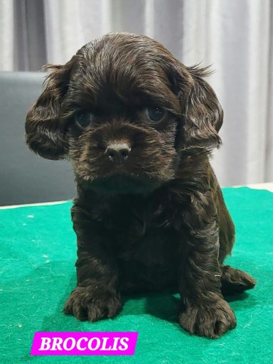 BROCOLIS 1MOIS