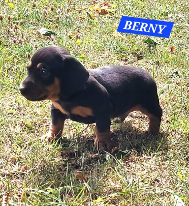 BERNY 5SEMAINES