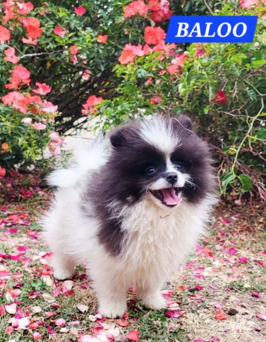 BALOO 14/07