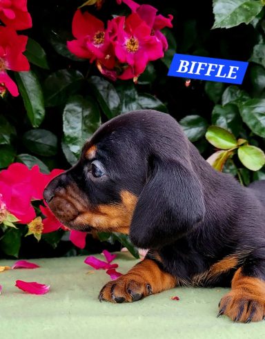 BIFFLE 4SEMAINES