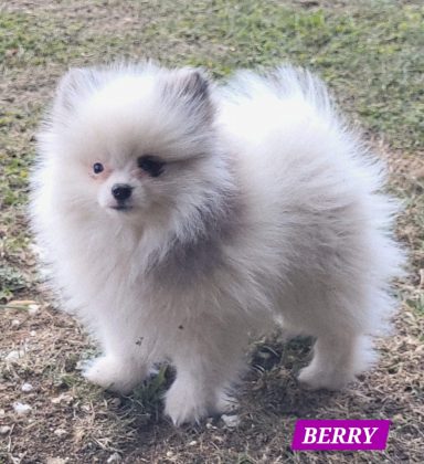 BERRY 3MOIS