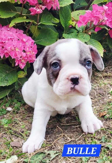BULLE 1MOIS