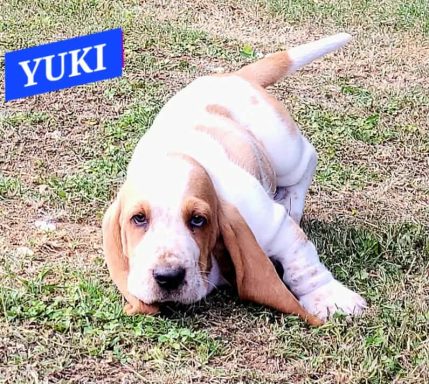 YUKI 7SEMAINES