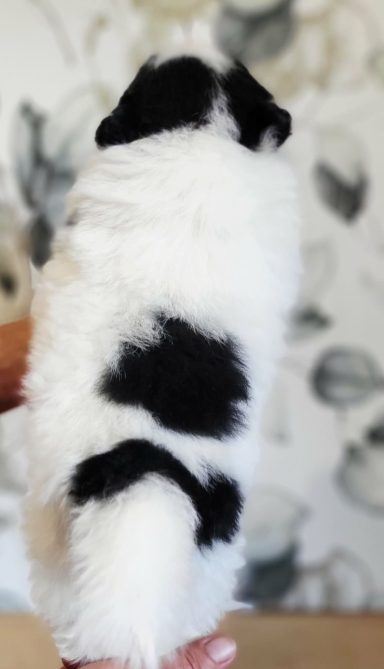 BLACK & WHITE 1MOIS ET DEMI