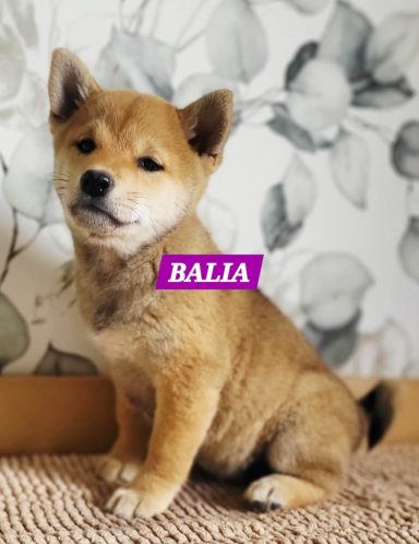 BALIA 2MOIS ET DEMI